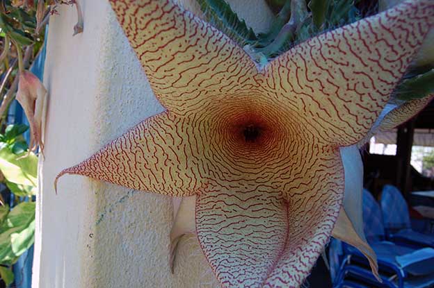 Bonaire_24