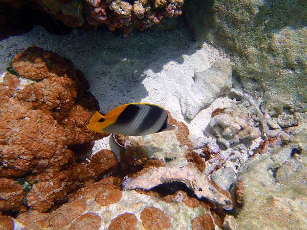 Tahaa_10