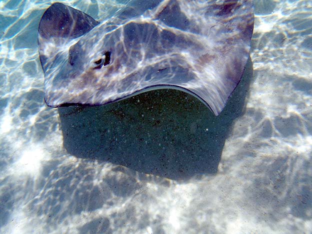 Moorea_17