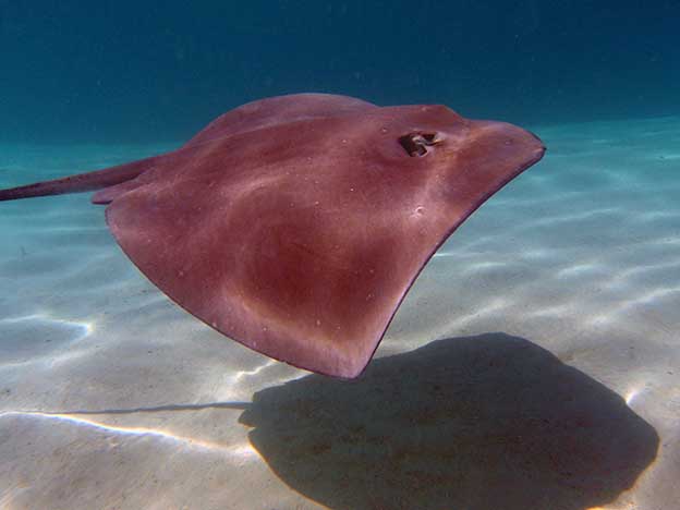 Moorea_3