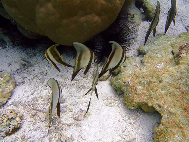 Tahaa_6