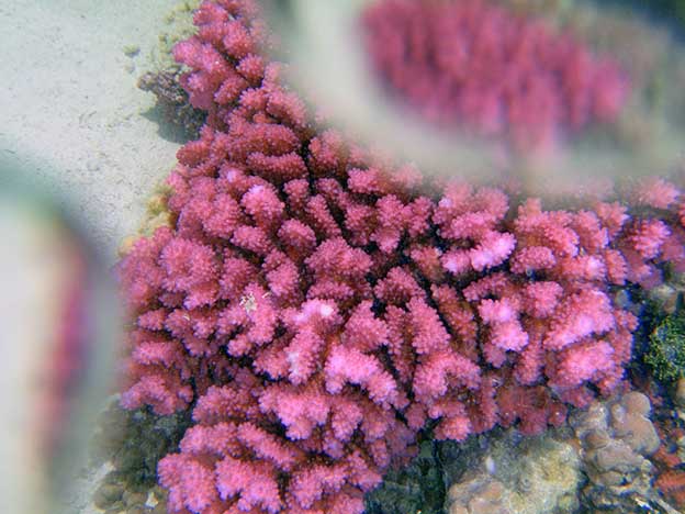Tahaa_11