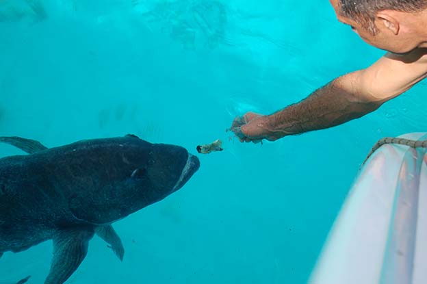 Akamaru_24