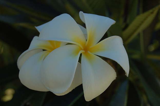 Tuamotu_2