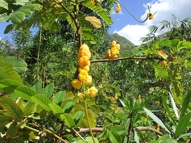 Tahití_38